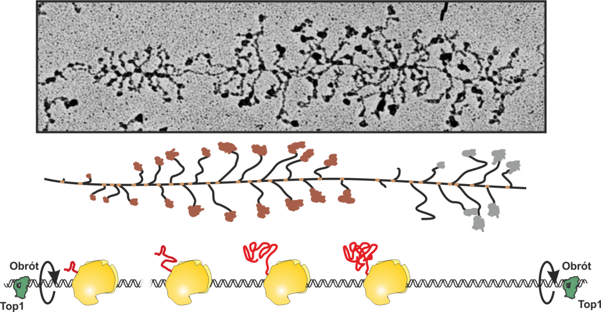 Fakty Plus Informacje