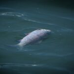 Fakty Plus Informacje