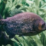 Fakty Plus Informacje