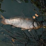 Fakty Plus Informacje