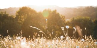 Fakty Plus Informacje