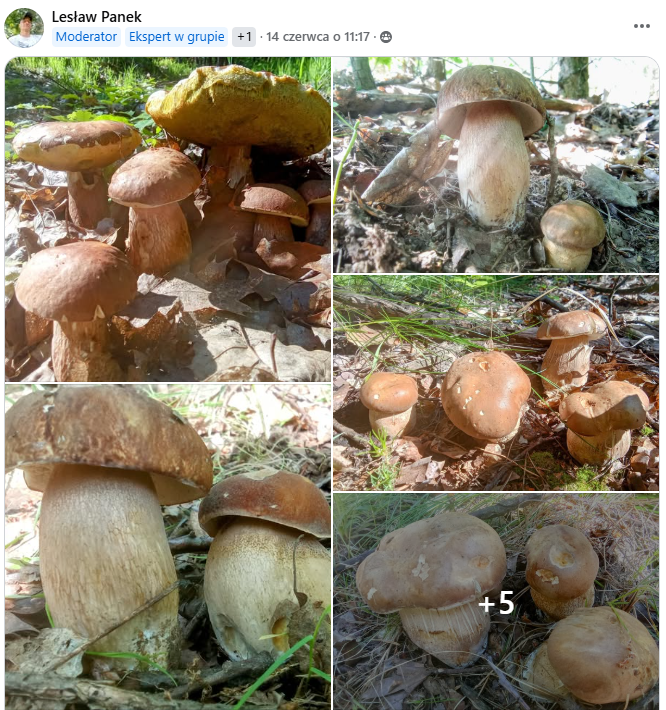 Fakty Plus Informacje