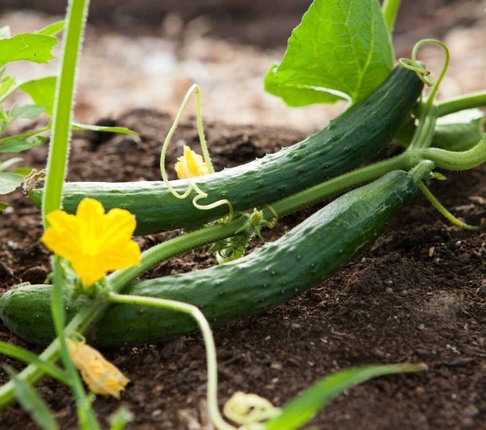 Fakty Plus Informacje