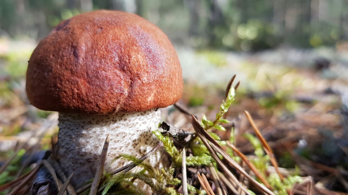 Photo by Ieva Berzina/unsplash