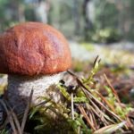 Fakty Plus Informacje