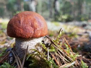 Fakty Plus Informacje