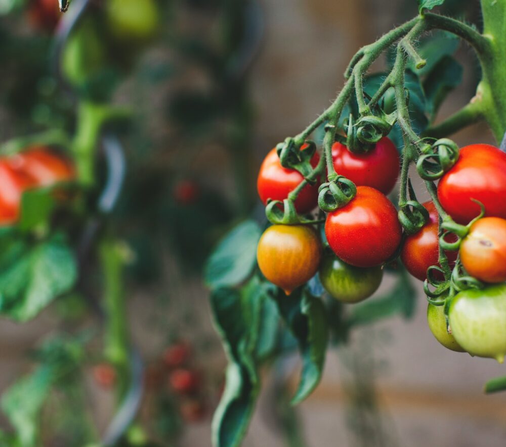 red and green oval fruits