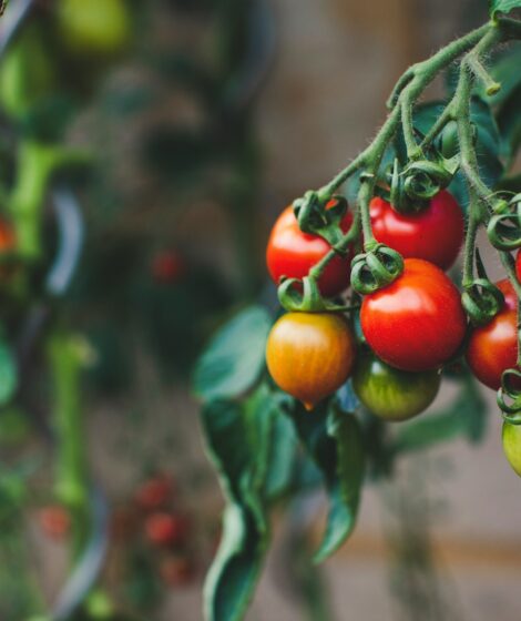 red and green oval fruits