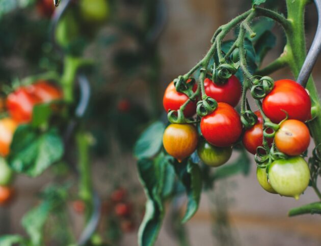 red and green oval fruits