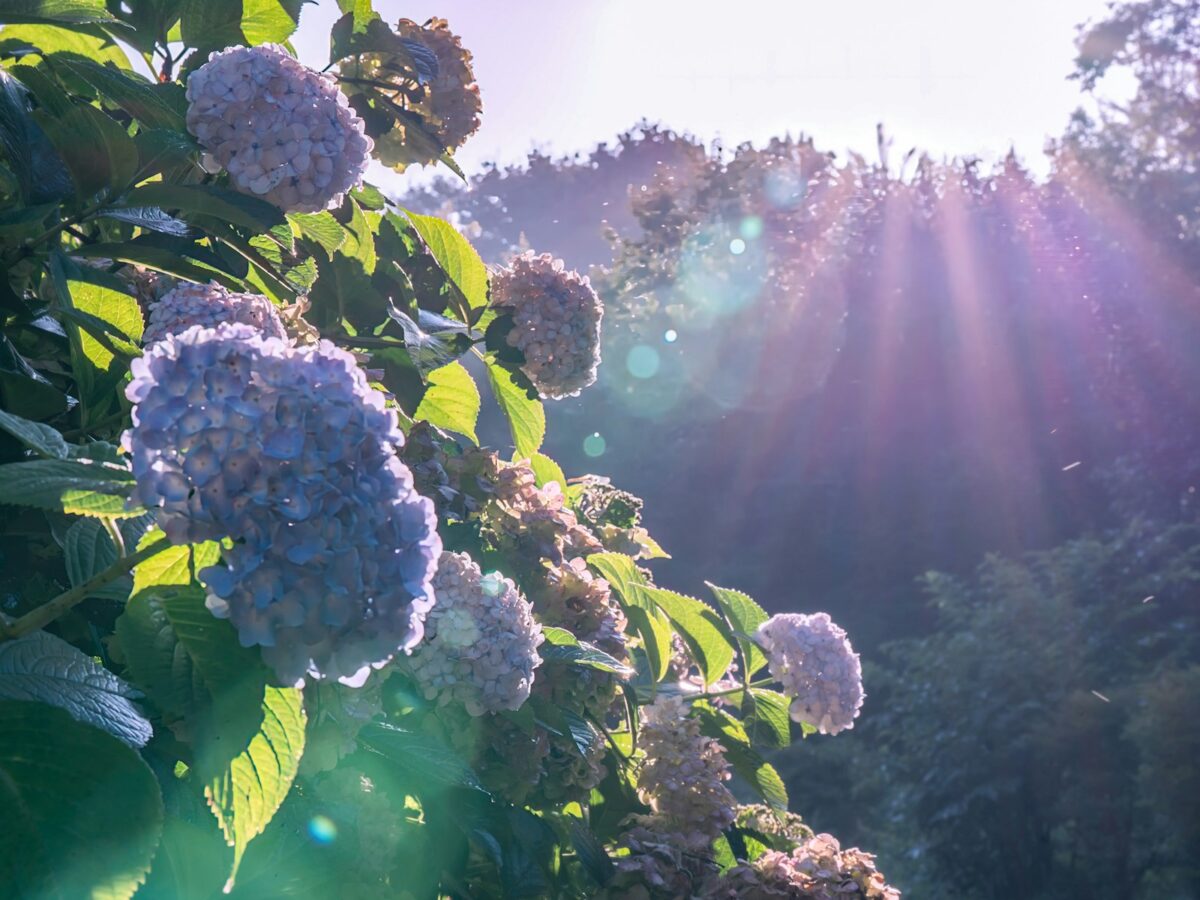 The sun shines through the leaves of a tree