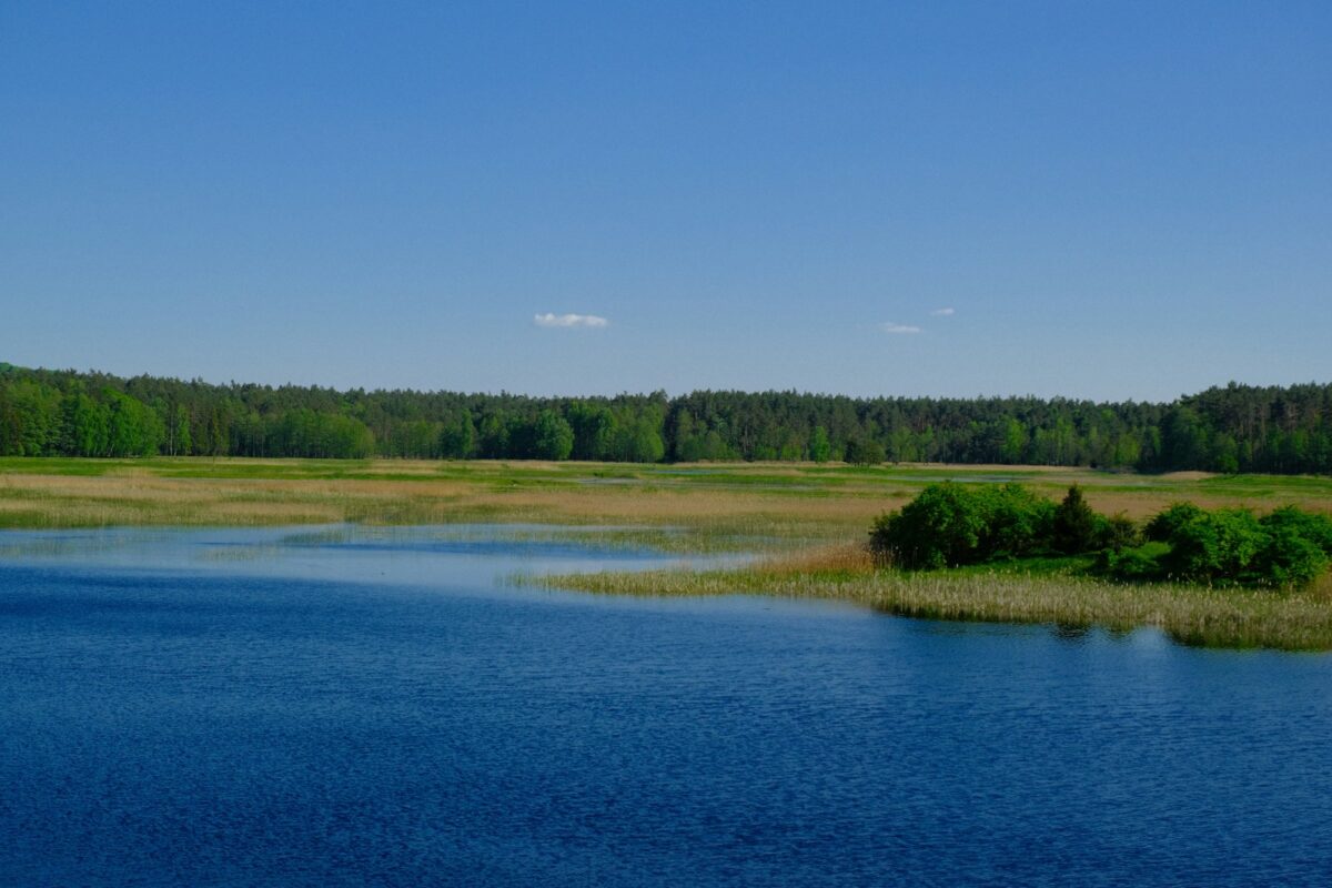 a body of water surrounded by trees and grass