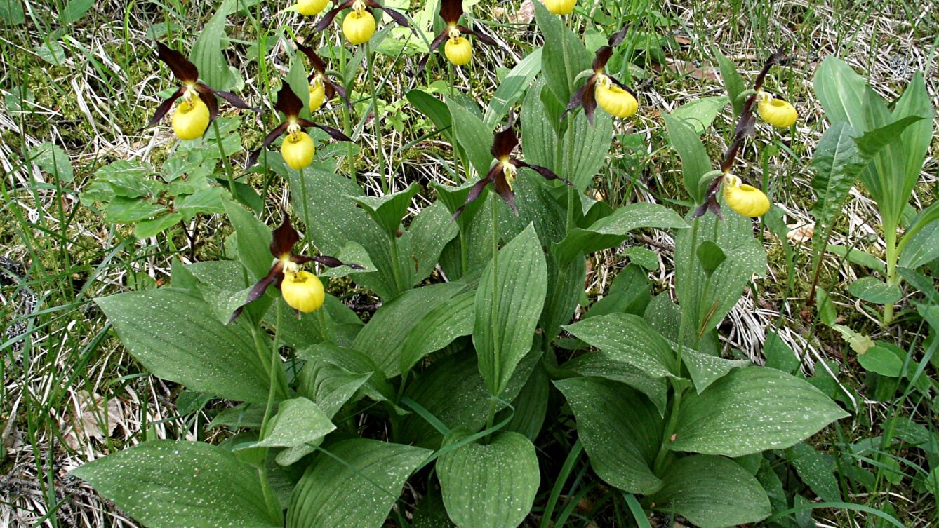 Obuwik pospolity, Domena publiczna