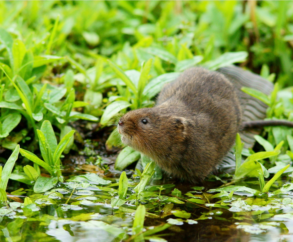karczownik ziemnowodny