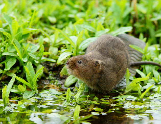 karczownik ziemnowodny