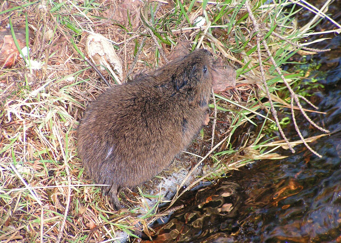Karczownik ziemnowodny