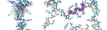 adrenomdullina - peptyd