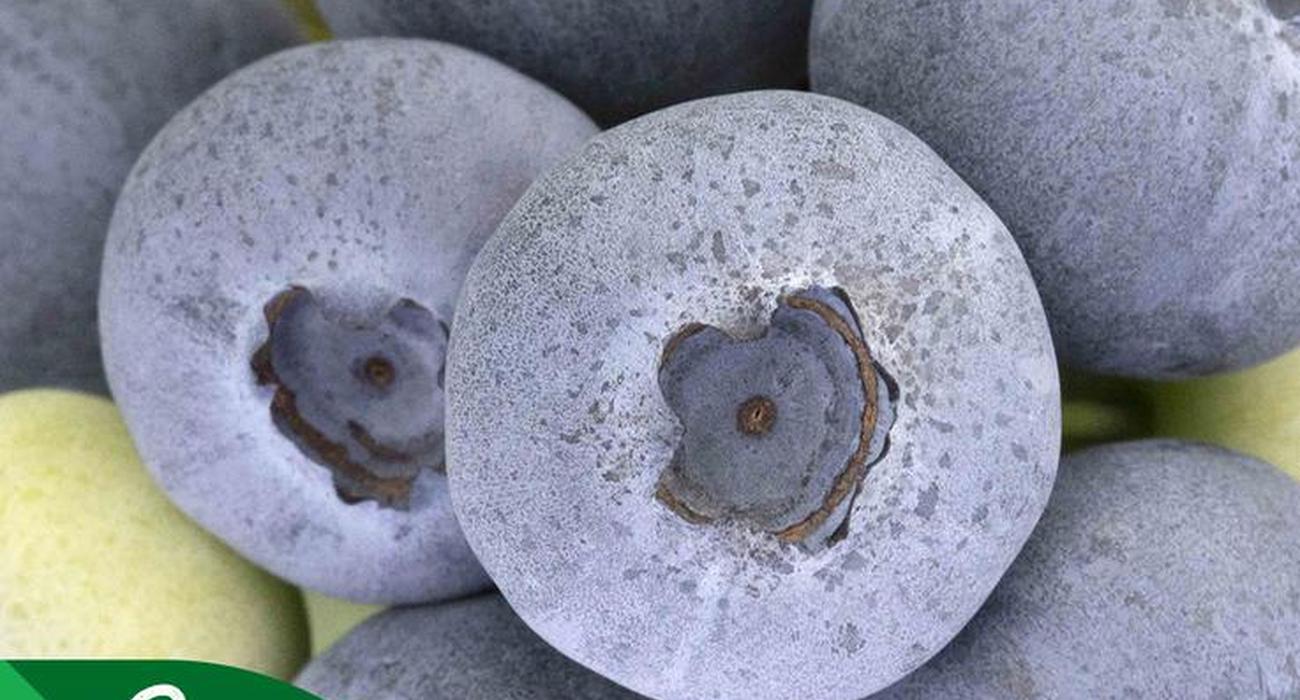 Krajowy Związek Grup Producentów Owoców i Warzyw