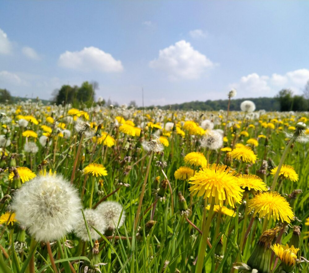 a field of yellow flowers
