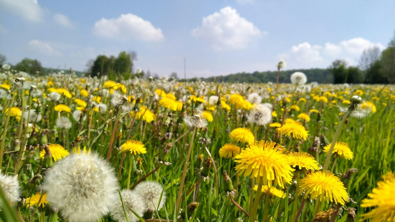 Photo by Andréa Villiers/unsplash