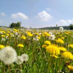 a field of yellow flowers