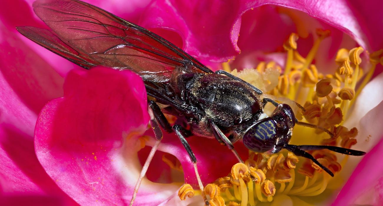 Autorstwa Didier Descouens - Praca własna, CC BY-SA 4.0