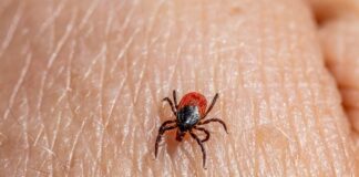 a close up of a tick laying on someone's arm