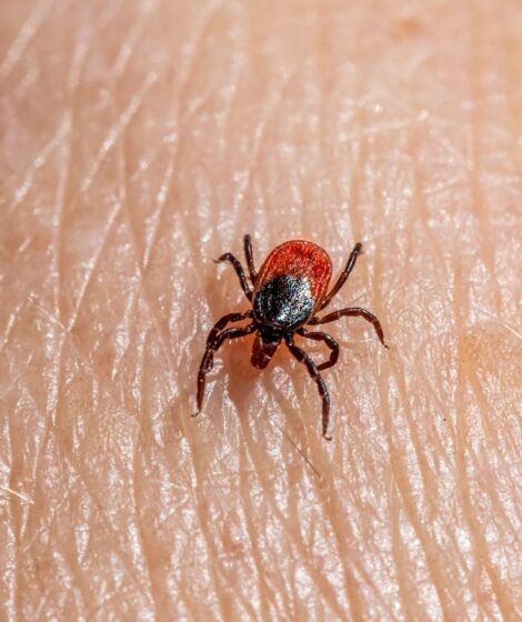 a close up of a tick laying on someone's arm