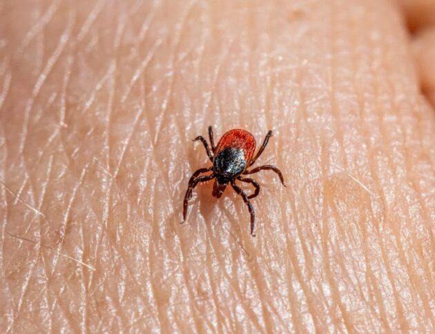 a close up of a tick laying on someone's arm