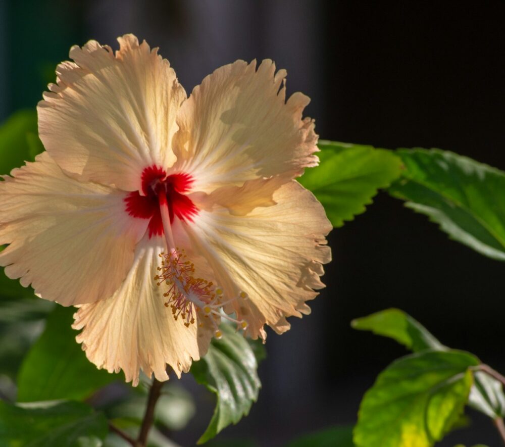 white and red flower in tilt shift lens