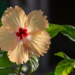white and red flower in tilt shift lens