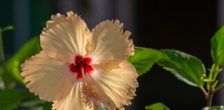 white and red flower in tilt shift lens