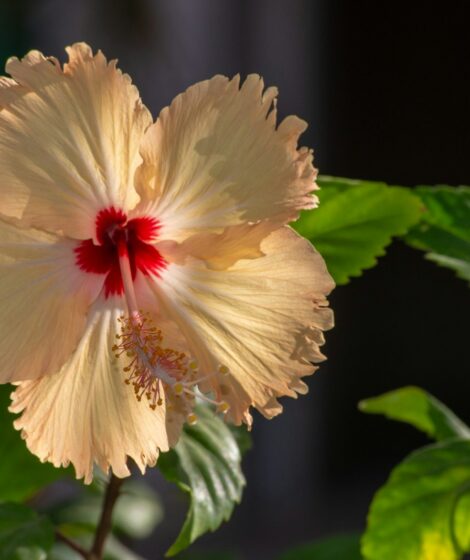 white and red flower in tilt shift lens
