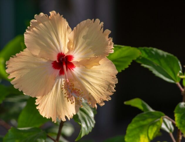 white and red flower in tilt shift lens