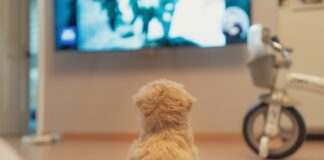 white long coated small dog on floor