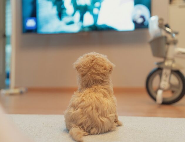 white long coated small dog on floor