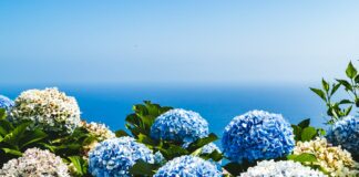 blue and yellow petaled flowers under blue sky
