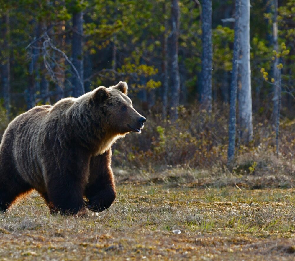 brown bear walking near trees