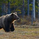 brown bear walking near trees