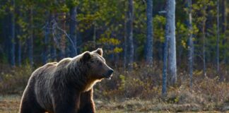 brown bear walking near trees