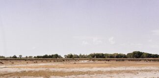 a large open field with trees in the distance