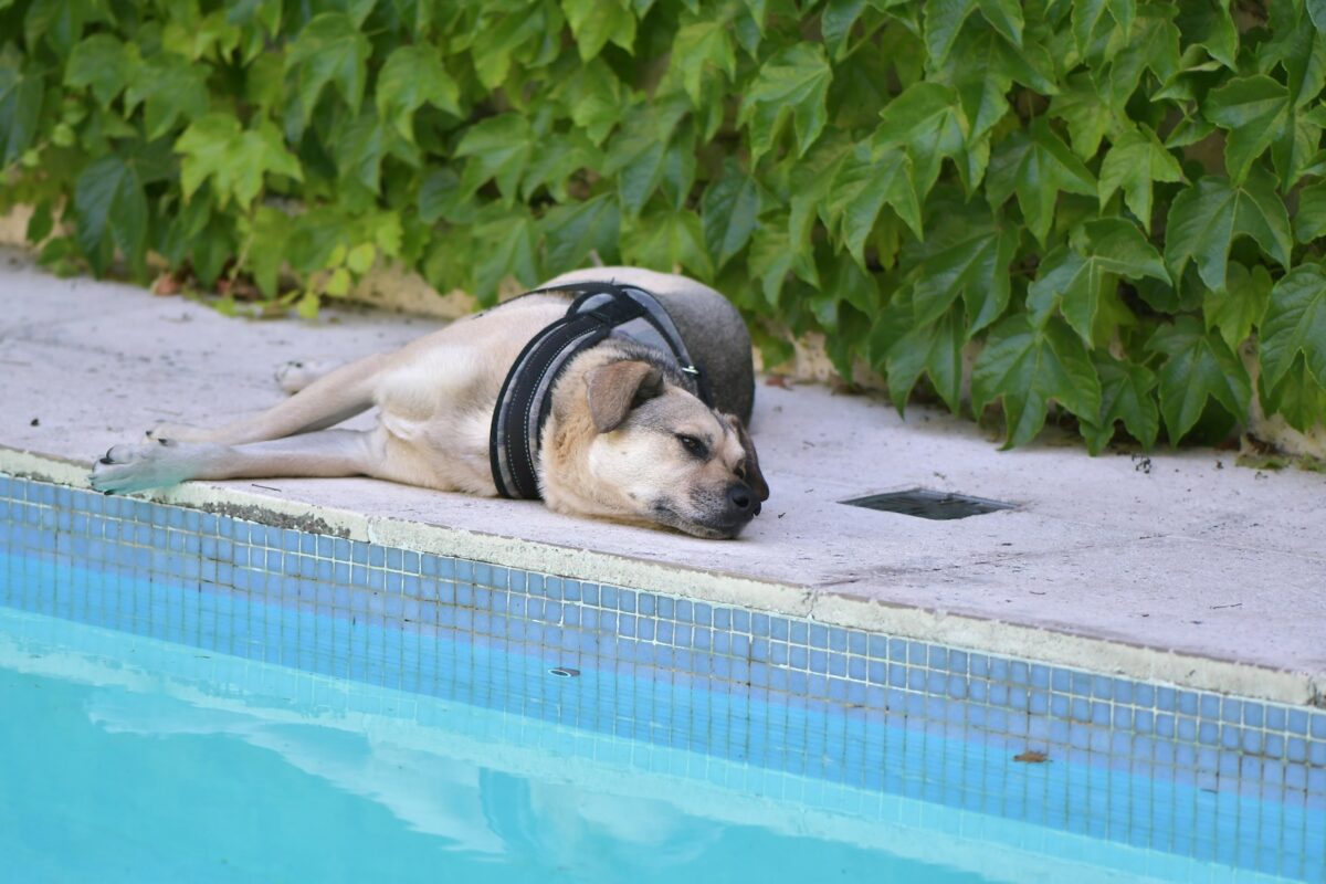 a dog laying on the side of a swimming pool