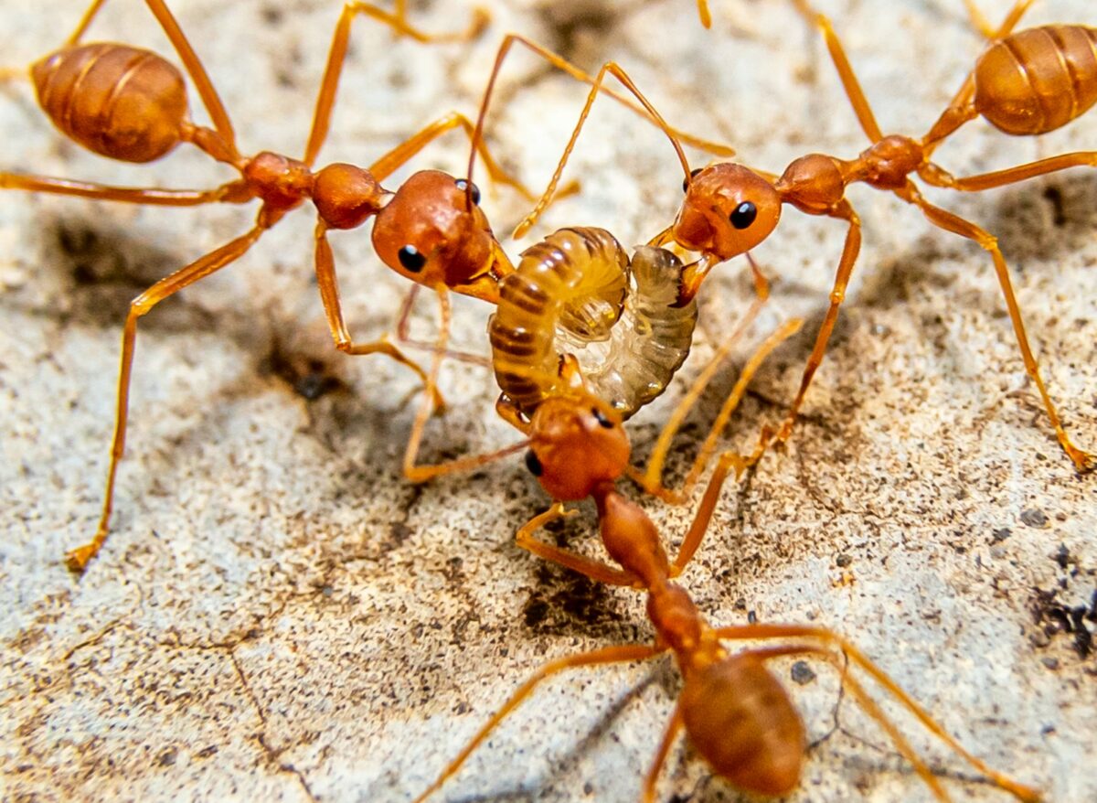 a group of brown ants standing on top of a rock