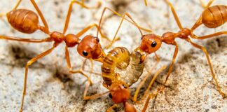 a group of brown ants standing on top of a rock
