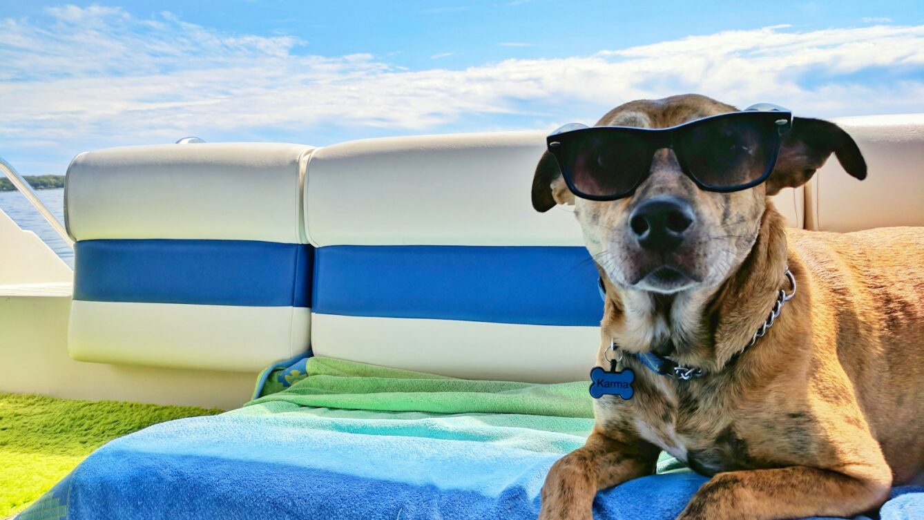 brown dog wearing sunglasses on blue textile