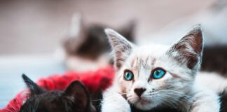 selective focus photography brown cat lying over black cat