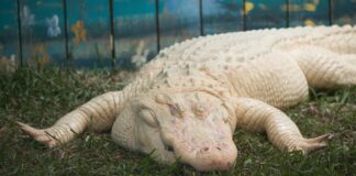 wielki biały aligator, by David Valentine/unsplash