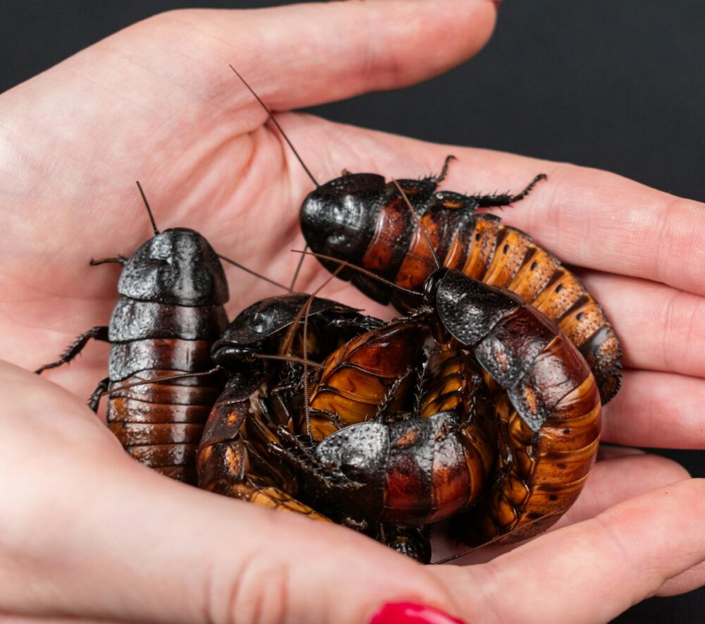 A person holding a bunch of bugs in their hands