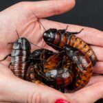 A person holding a bunch of bugs in their hands