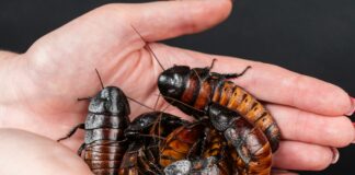A person holding a bunch of bugs in their hands