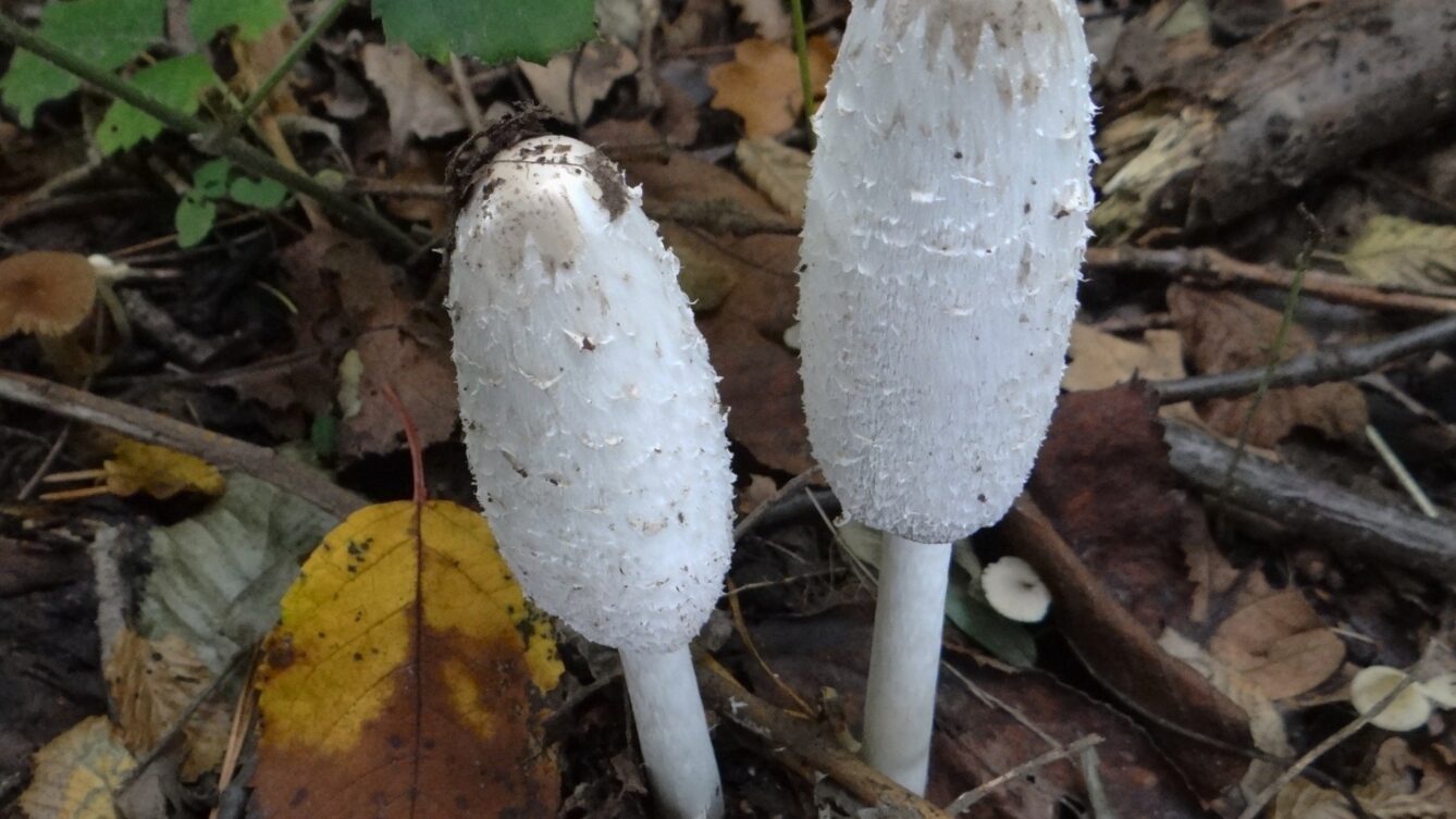 Czernidłak kołpakowaty/By Jerzy Opioła - Own work, CC BY-SA 3.0